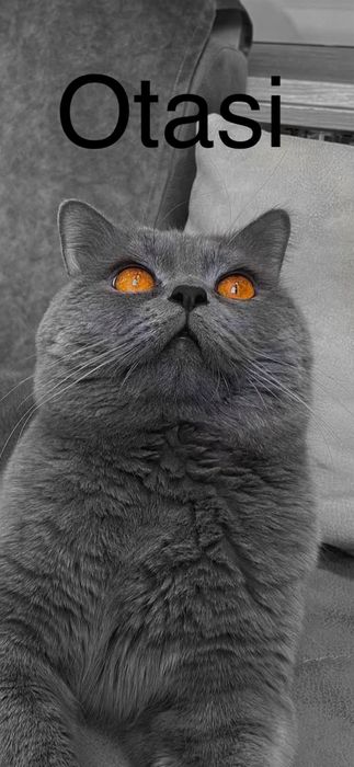 Skotish Fold & Strayt Sotiladi