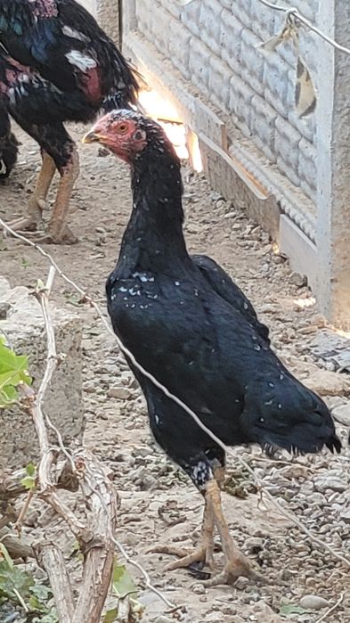 Макиёнлар сотилади Корея
