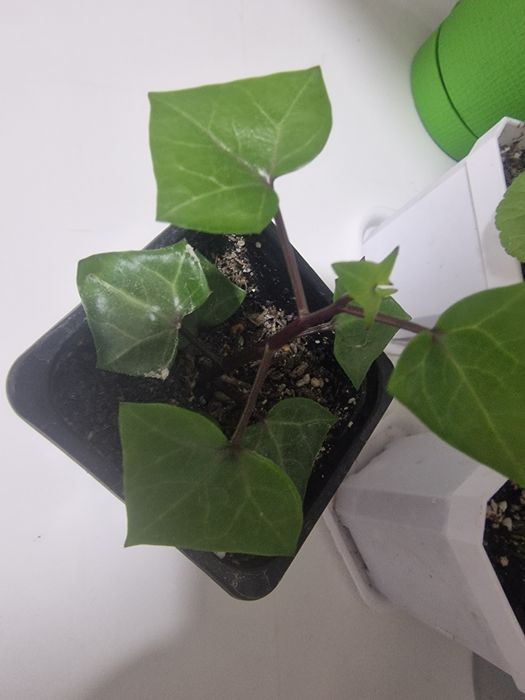 Продаются ростки, выбор большой, не прихотливые комнатные растения