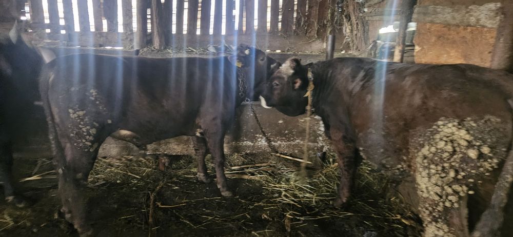 Vând 11 tauri și o vitica