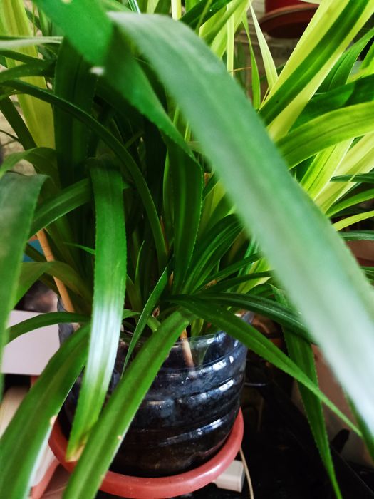 Цветок хорошо очищает воздух зеленая листва