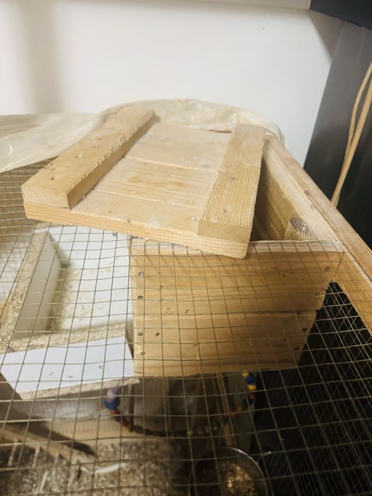 Vand papagali (Nimfe), parinti reproducatori 3 ani