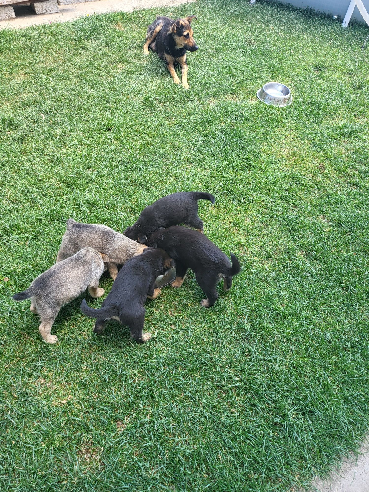 Se ofere spre adopție cățeluși pui de 6 săptămâni