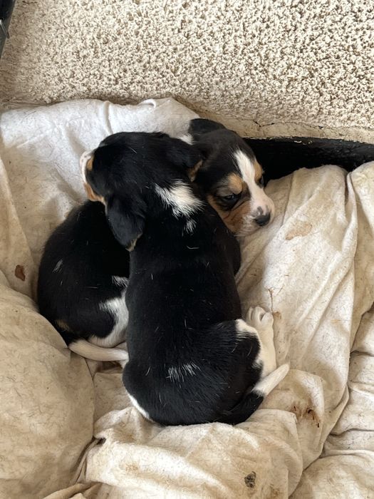 Продавам Куче порода бигъл