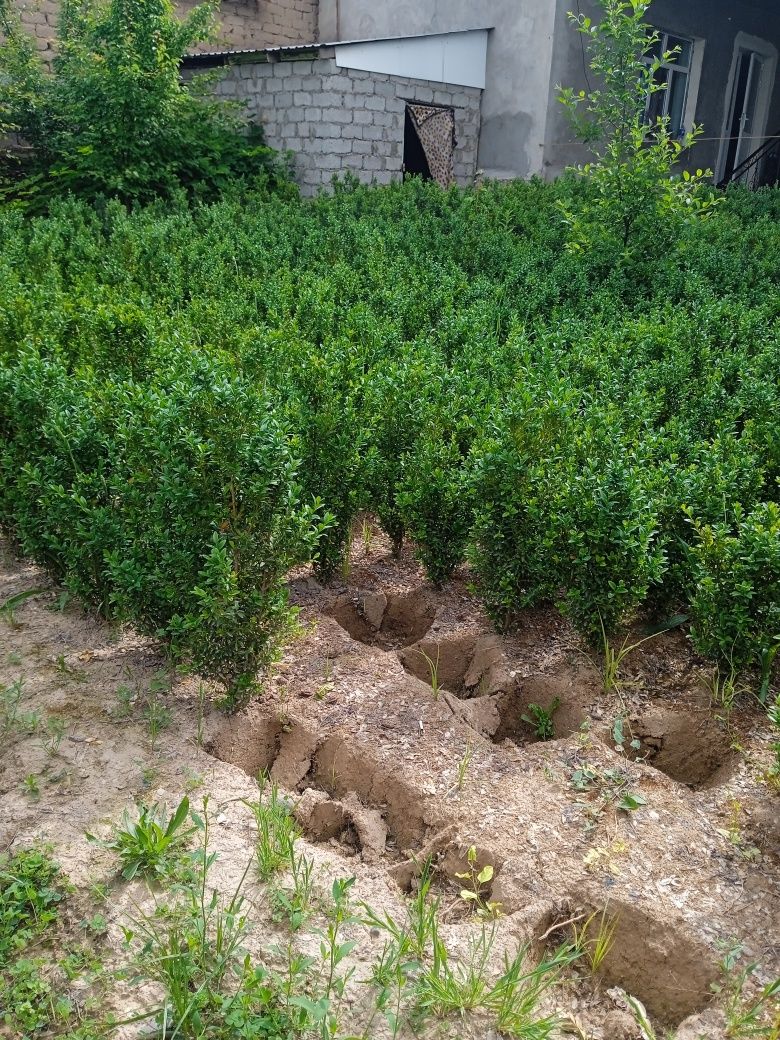 Shamshot bor toshkenda
