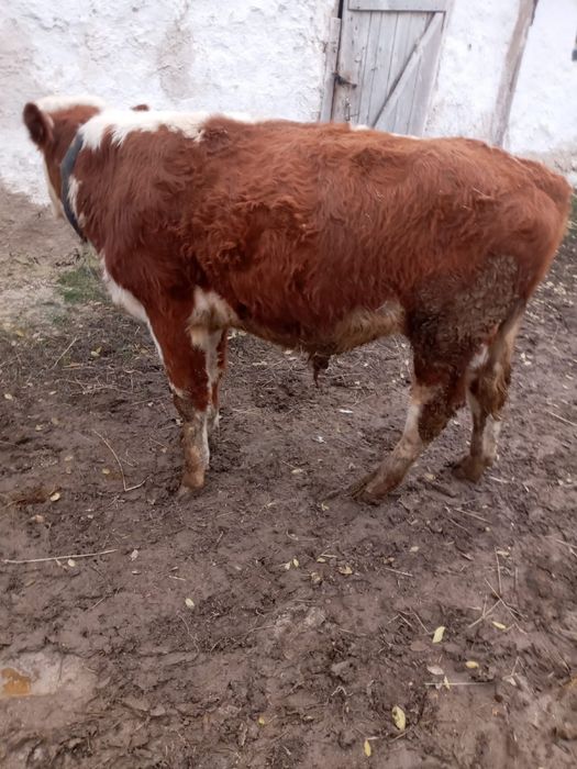 Продаются бычки район байтерек