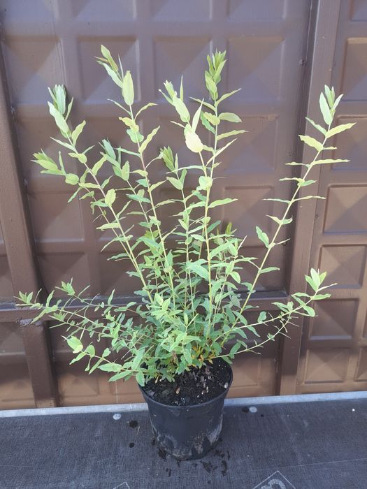 Пъстролистна Японска върба (Храстовидна)