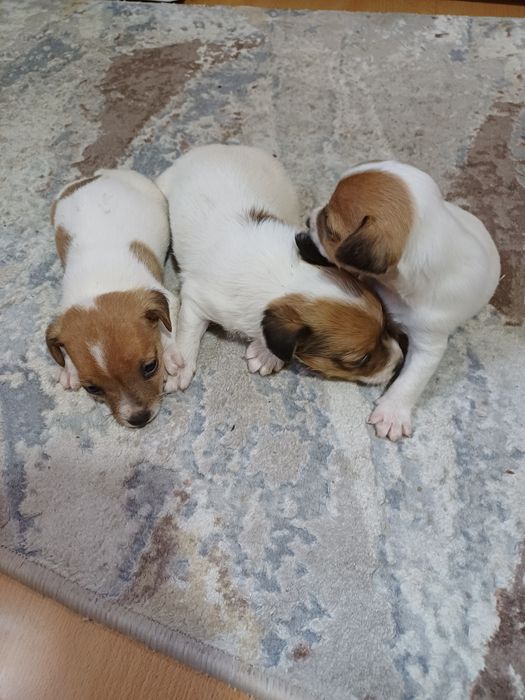 Щенки Джек-рассел-терьер