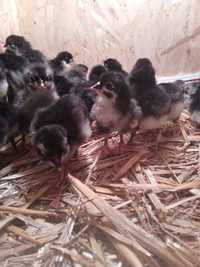 Pui de australorp negru