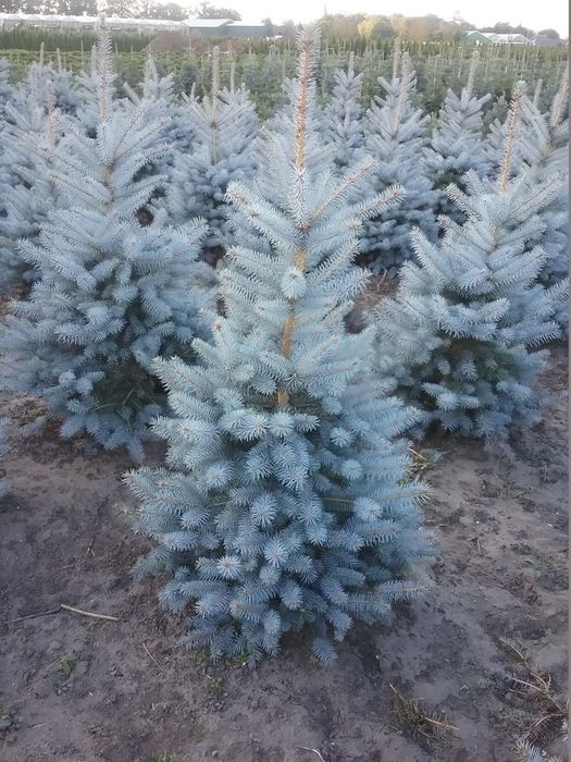 Саженцы көшеттер барлығы бар туя сосна