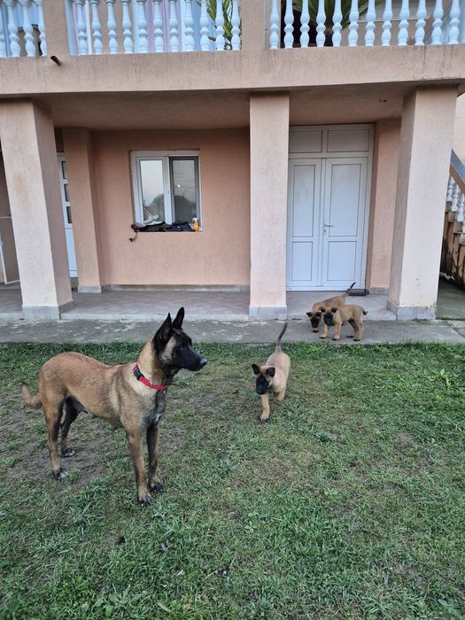 Se ofera spre adoptie, nu vand