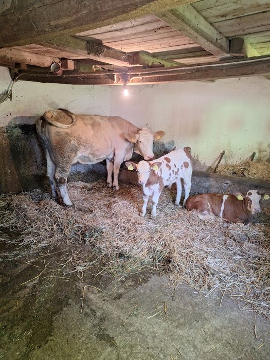 Vând vaca a doua fătare