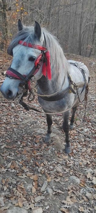 Vând armăsar de 4 ani bun de ham