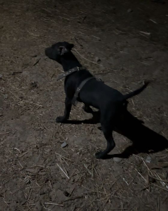 Amerikanskiy pidbul dakumentalari bor