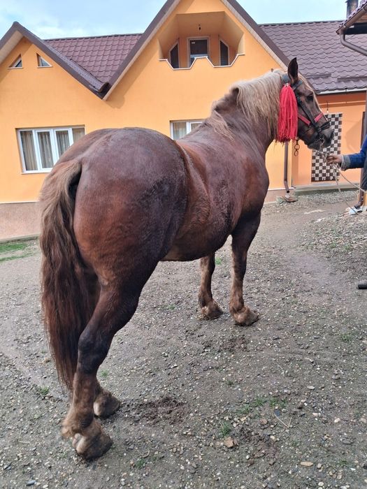 Se vinde cal de lucru