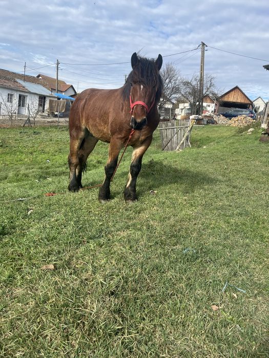 Vand manz de un an jumate