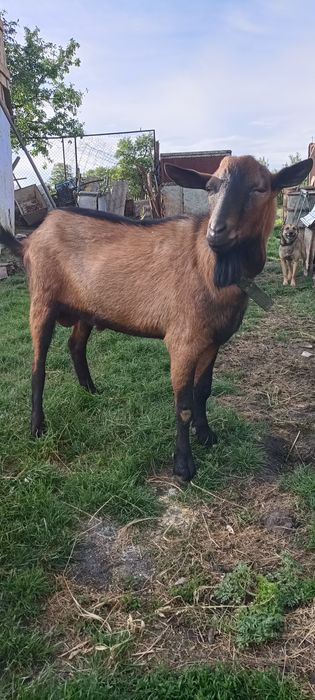 Vând țap alpin francez cu origine foarte buna