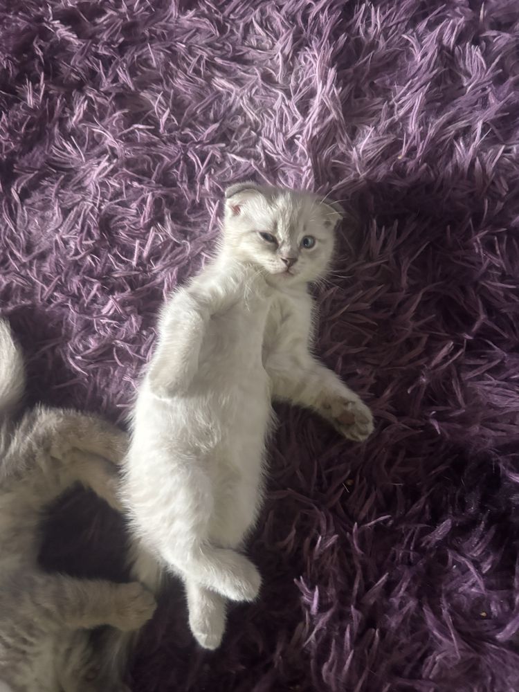 Продам котёнка, 1,5 месяца. Котик, вислоухий, голубоглазый