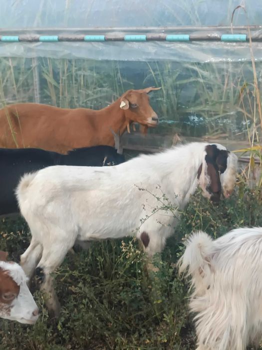 Țap rasa Boer metisat cu Anglonubian