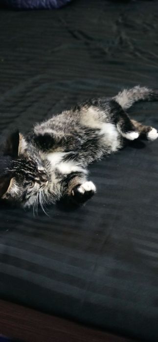 Продаётся котёнок , Мушукча сотилади