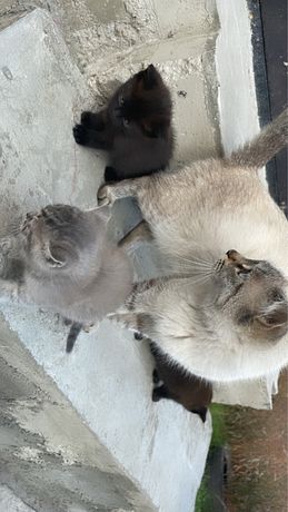 Тайские котята, 1 месяц. Породистые