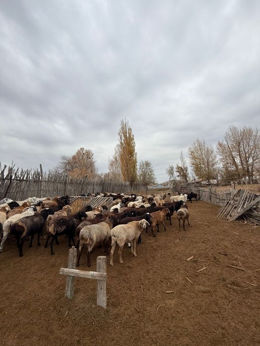 Овцы бараны домашние