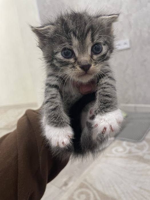 Продам котят вислоухая