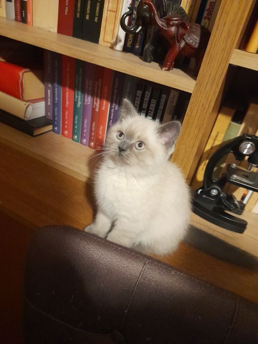 Pui British Shorthair