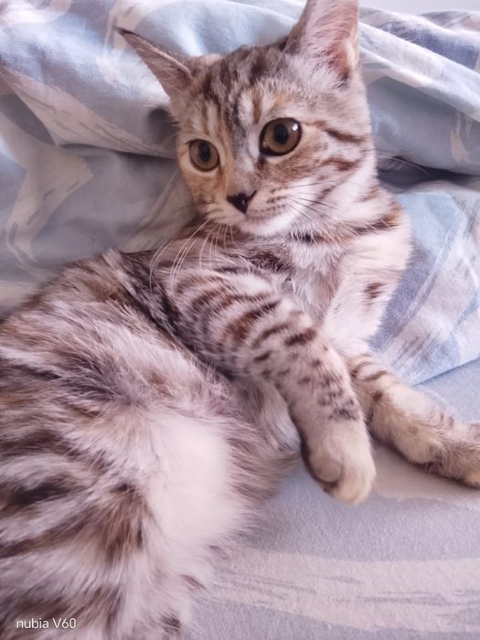 Девочка в ответственные руки.