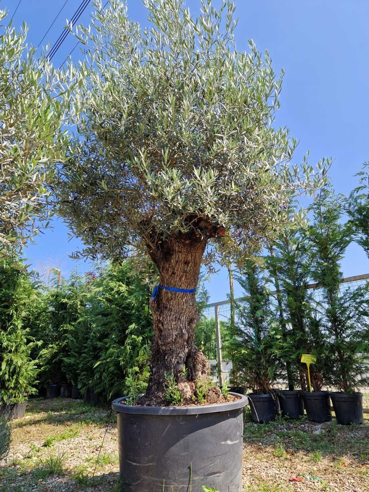 Selecție variată de plante ornamentale!
