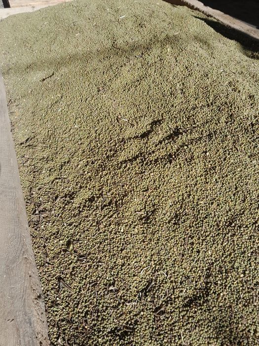 Mosh sotiladi 500 kilo