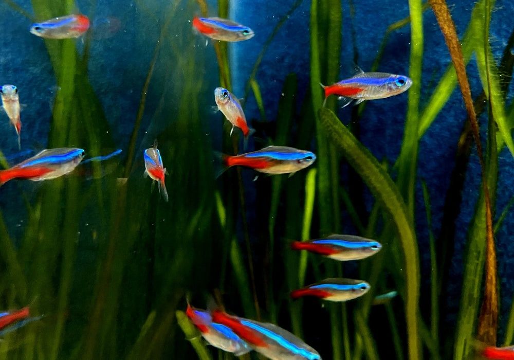 Декоративни аквариумни рибки