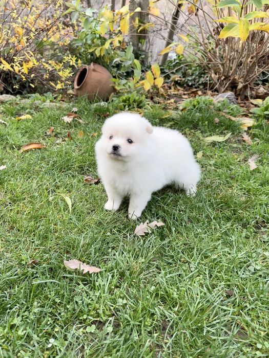 Померан момиче със втора ваксина. Померанче