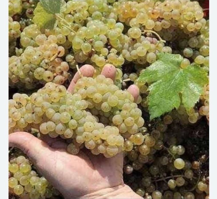 Vând Struguri de vin diferite soiuri cu transport la domiciliu