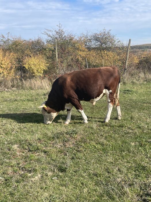 Taur 600 kg 1 an jumate
