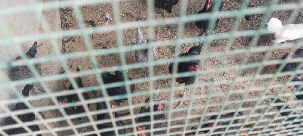 Qora tavuqla sotiladi 10ta