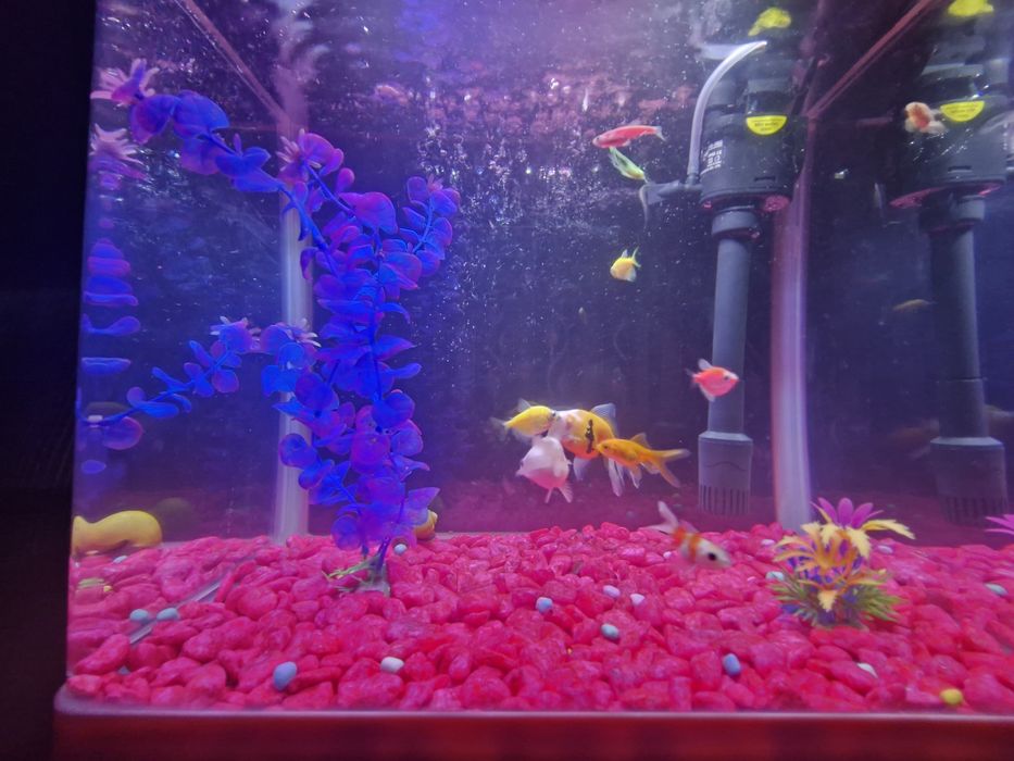 Akvarium+lampa+filtr+dekoratsiya+baliq