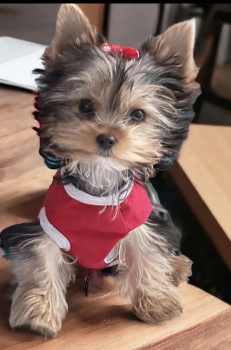 Йоркширски териер ,Йорки мини