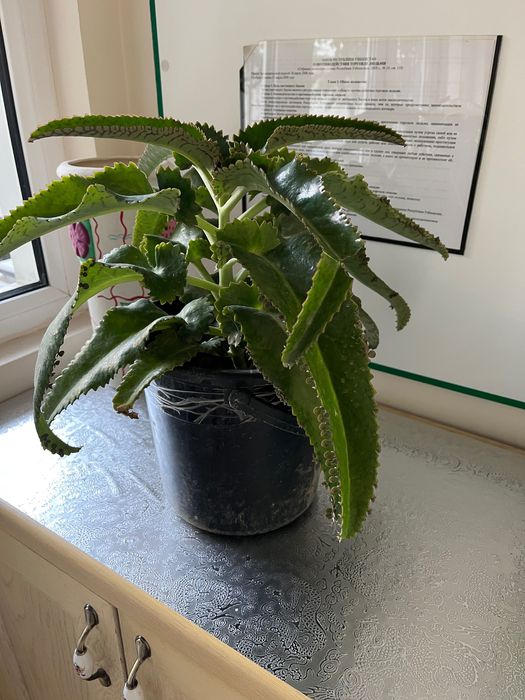 Лечебное каланхоэ