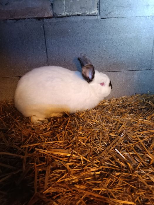 Pereche de californian