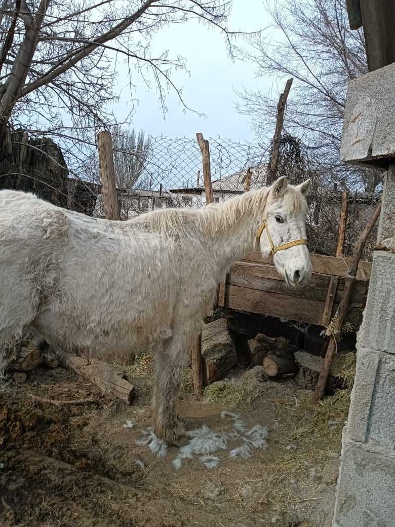 Продам лошадь. Бие