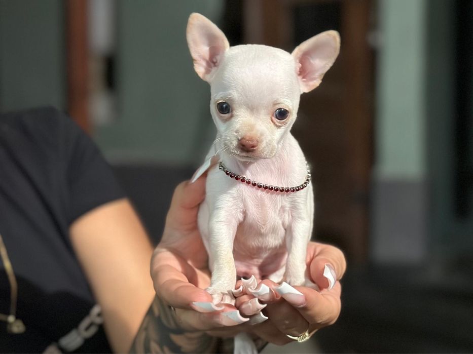 Baiat din rasa CHIHUAHUA disponibil!