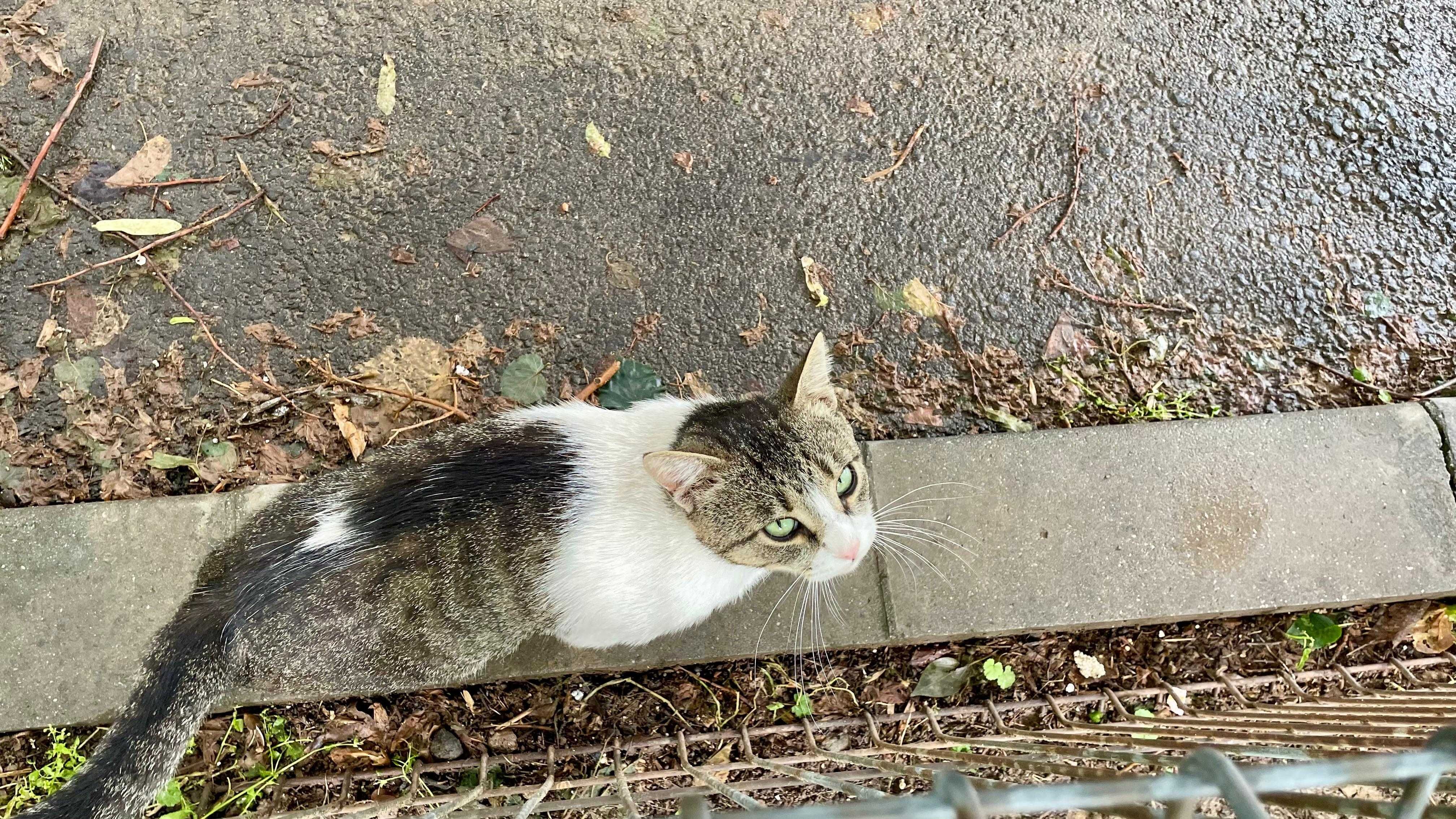 Spike, motanel castrat pentru adoptie