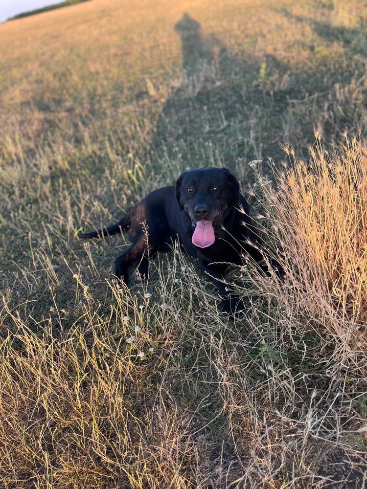 Donez metis labrador