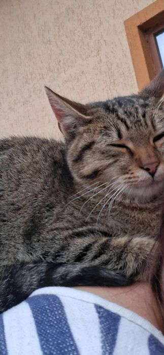 Donez pisica de curte sau casa