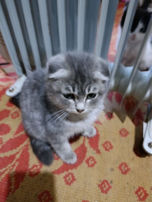 Продаем кота вислоухий. Приучен к латку.