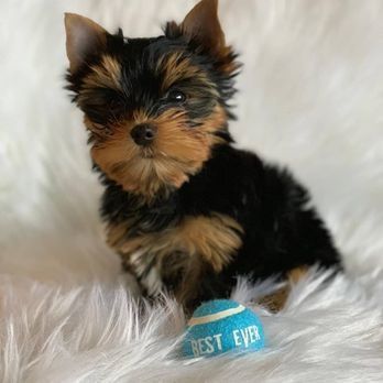 Asigur transport !!! Pui Yorkshire Terrier femela mini toy !!!