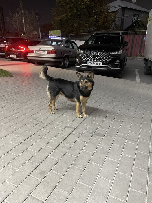 собака потерялась