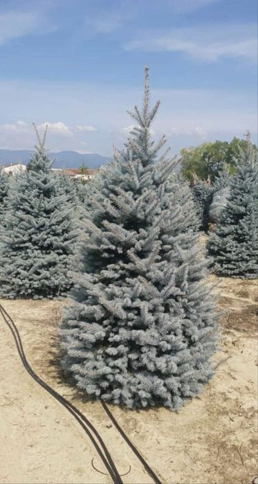 Vand brazi arginti si verzi