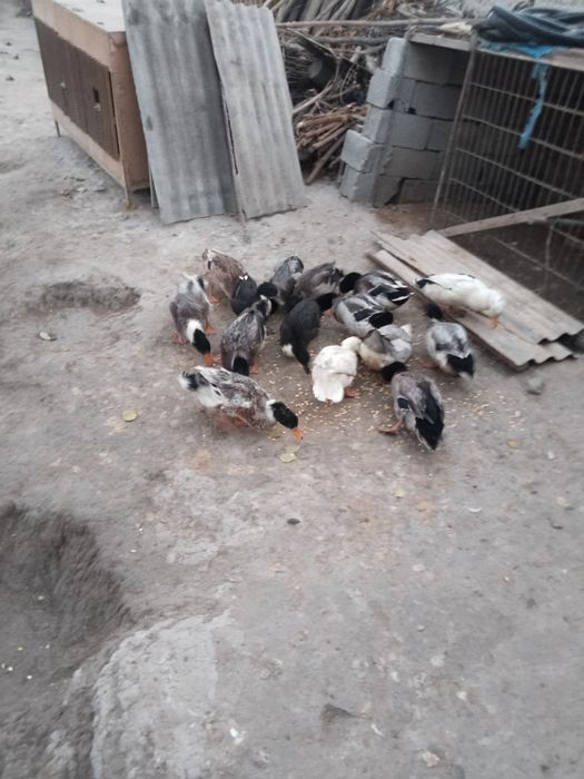 Домашние животные